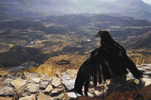 Common Eagle, Buteo polyosoma, overlooking Colca Canyon