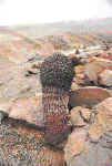 · Un solitario cactus barril se mantiene en las áridas alturas del Morro Quemado. 