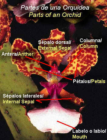 Partes de una Orquídea/Parts of an Orchid