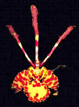 Psychopsis versteegianum, conocida como Orquídea Mariposa.
