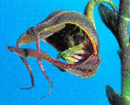 The uncommon Scaphosepalum antenniferum, resembles the mouth of a fish.