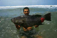 Pescador afortunado: el mero muriqui se cuenta entre los trofeas más codiciadsos de las aguas tumbesinos.