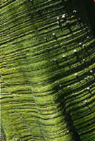 Detail of the Ceiba bark.