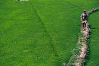 A farmer crosses a rice field in La Cruz.