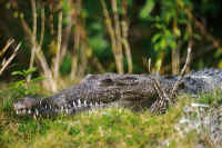 An american crocodile, a species which is under threat of extinction.