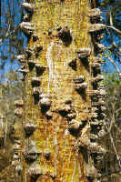 Vegetable Armament!  A porotillo shows off its sharp spines, that protect its trunk against predators. Photo: Walter Wust