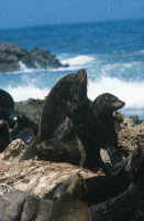 Punta San Juan, alberga un porcentaje significativa de lobos marinos.