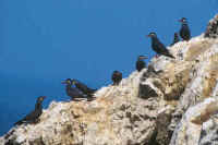 Although guano is no longer economically important, the guano islands are still protected.