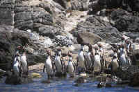 Desde 1982, investigadores de la WCS realizan un seguimento casi continuo de la fauna de Punta San Juan.