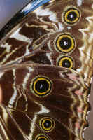 Underside of part of the wings of Morpho deídamia. 