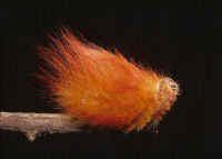 Not a punk hairdress, but the furry larva of megalopygid moth.  © Benjamin Collantes