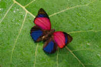 Butterfly/Mariposa © Heinz Plenge