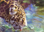 Un sediento jaguar abreva su sed en las limpias aguas de un tributario del Candamo. Los investigadores calculan que la población de estos felinos está aquí en su nivel máximo. © Walter Wust