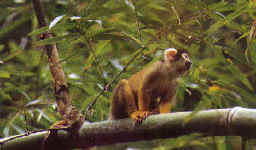 Simpático mono frailecillo (Saimiris sciureus) parece reflexionar sobre una rama. © Heinz Plenge