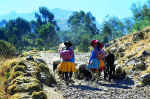 Mujeres con ganado entre Llupa y Pitec. © Mylene D'Auriol