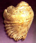 Incised conch shell, Peru, central highlands, Chavin, 400-200 B.C., shell, anonymous loan.